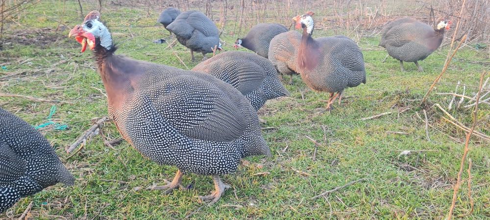 Bibilici masculi adulți 10 luni foarte îngrijiți