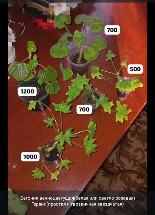 Комнатные цветы и отростки