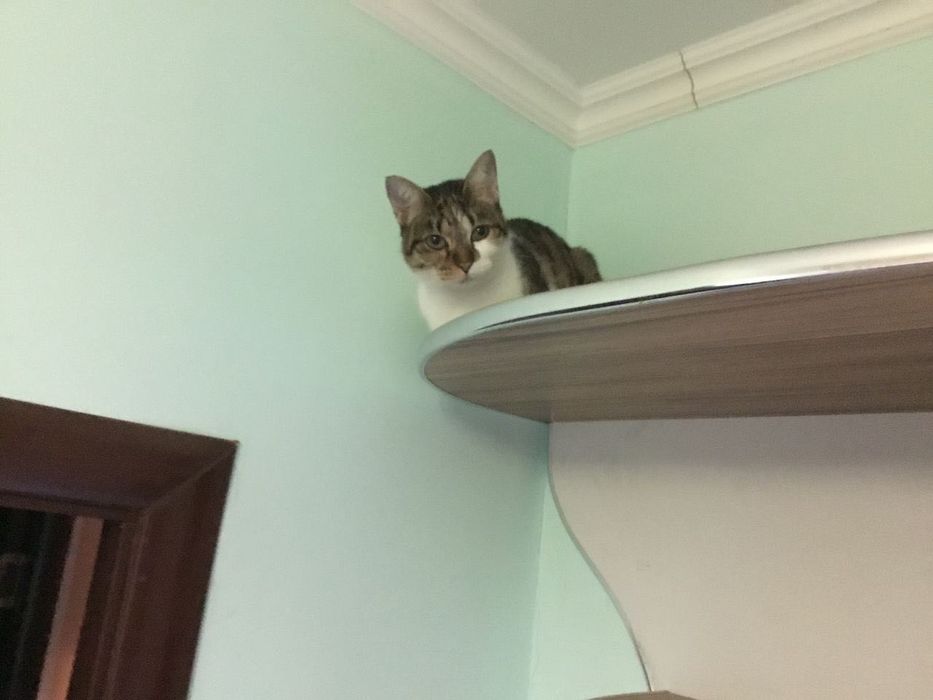 Прикольная стерилизованная кошечка