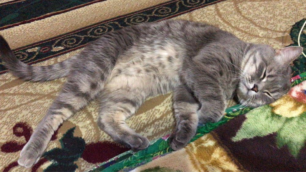 Вязка Чистокровного Британца