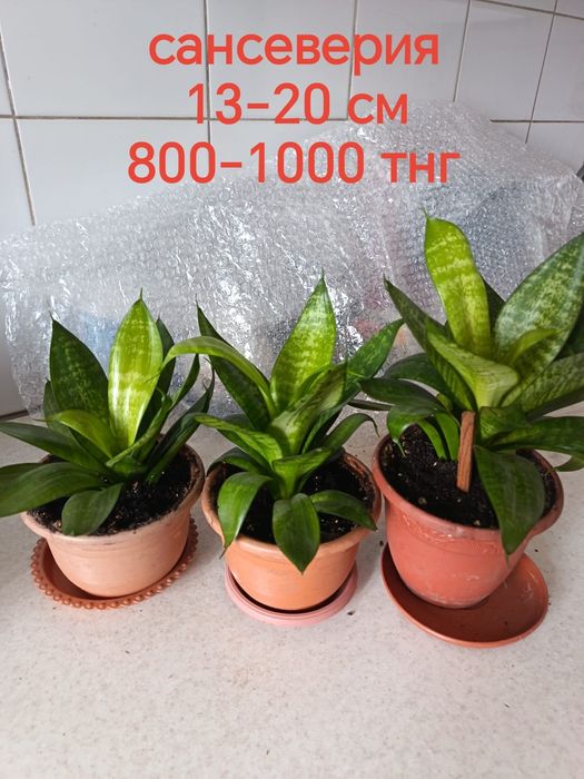 Продам комнатные растения