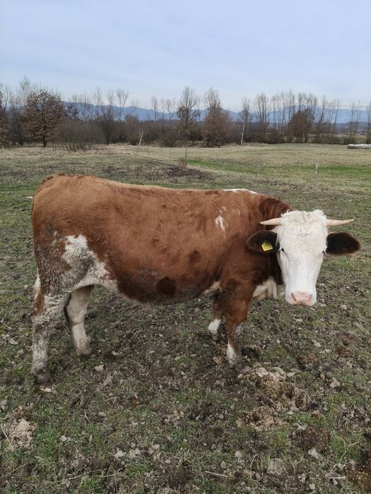 Vând 2 juninci băltate