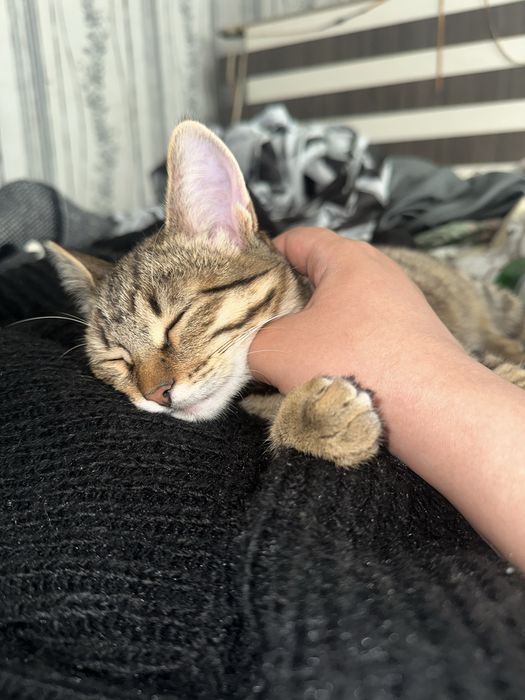 Кошка кошечка отдаю