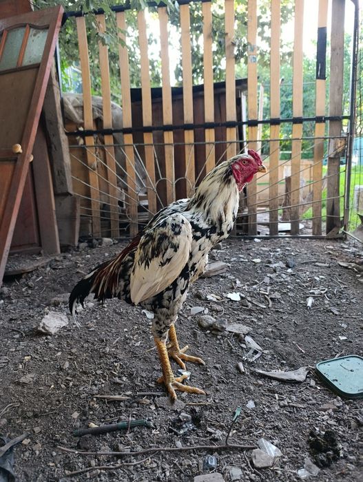 Продам Дакан шамо Сентябр