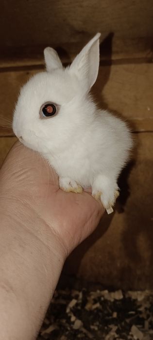 Dikarativni karlik quyonla sotiladi