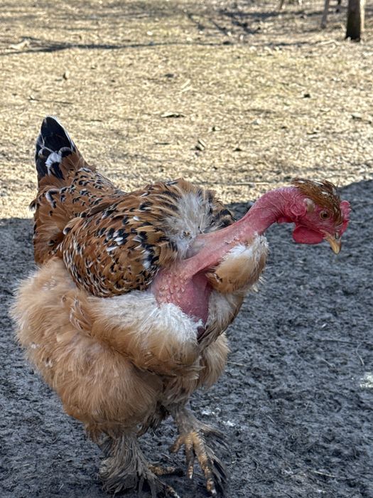 Oua de incubat gaini brahma