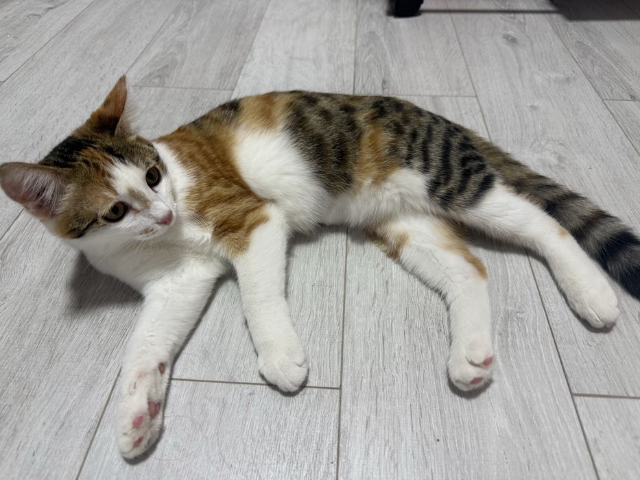 Отдам котенка в добрые руки