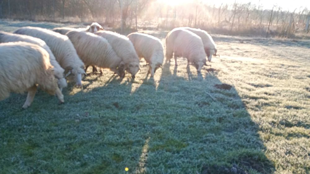 Oi gestante de munte caută alta casa