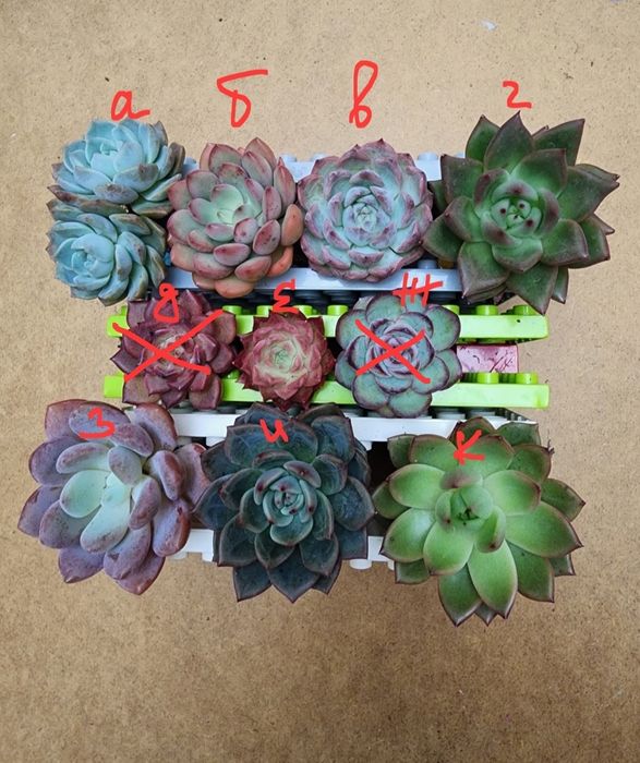 Суккуленты комнатные