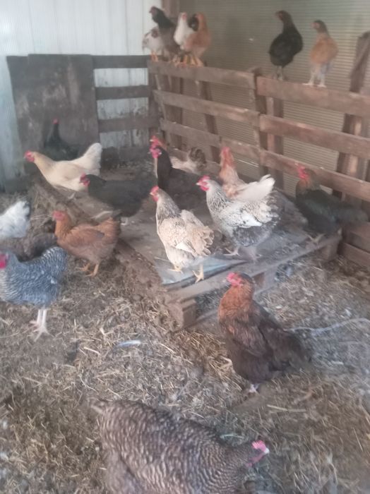 Продам куры домашние