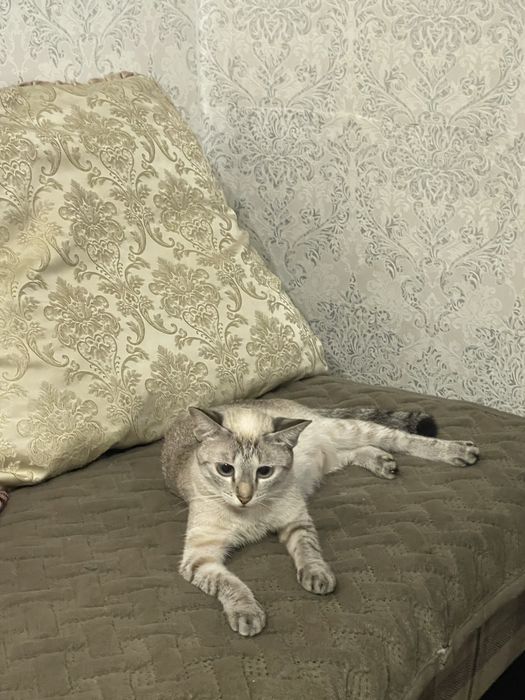 Отдам кошечку в добрые руки