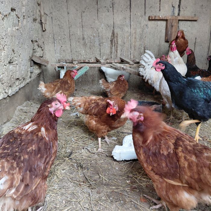 Куры домашние все несутся семейка