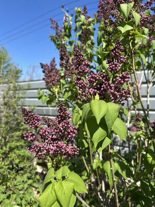 Продам цветы Сирени