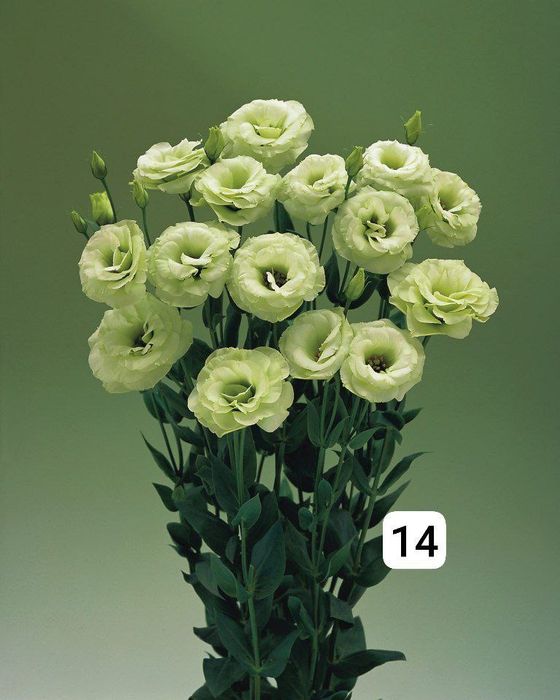 Семена (проф.)  Лизиантус ( Эустома)