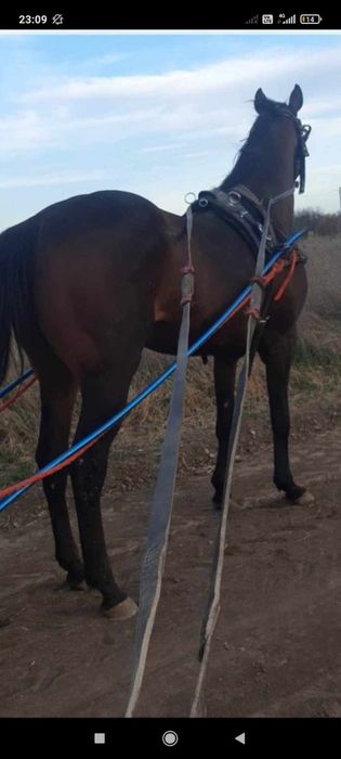 Noatena de 1 an din Jardel Iapă