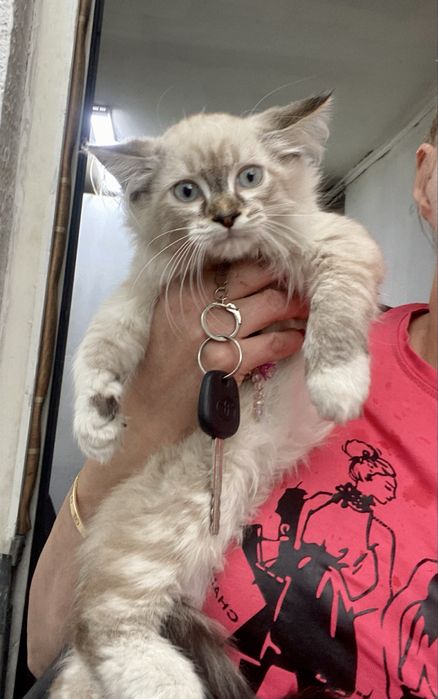 Отдам котят, сиамские, пушистые, 3 мес