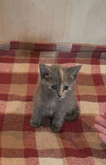 Котенок 1,5 месяца девочка
