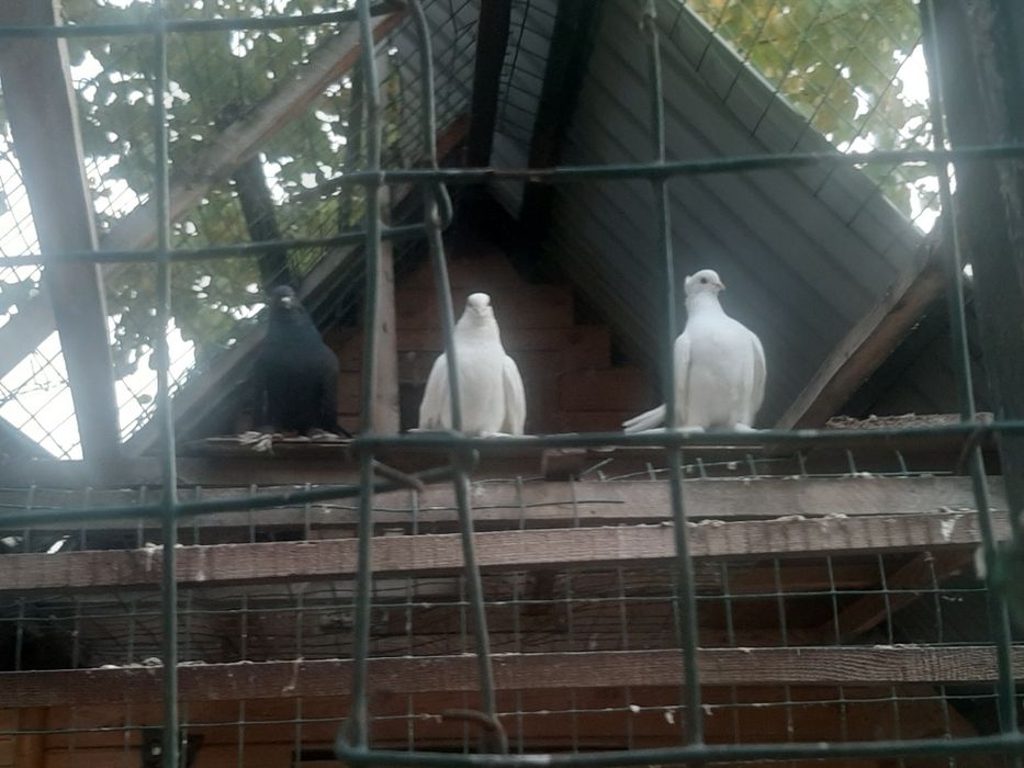 Голуби с лохмами