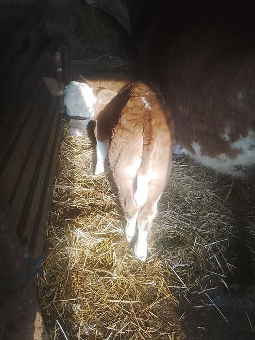 Vând vitel și vițea