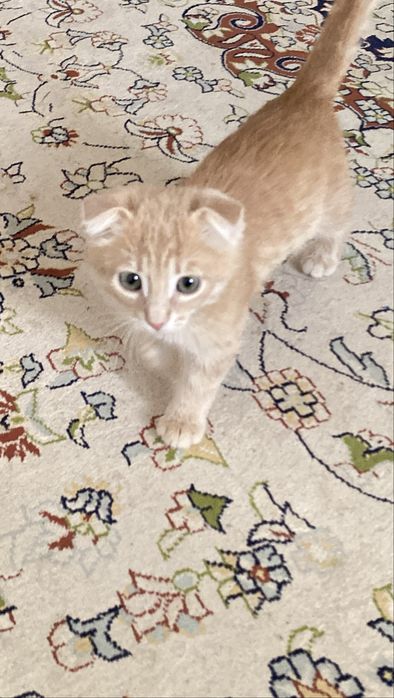 Шотландская вислоухая кошка
