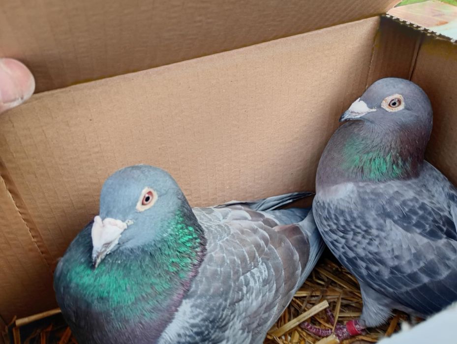 Vând porumbei voiajori