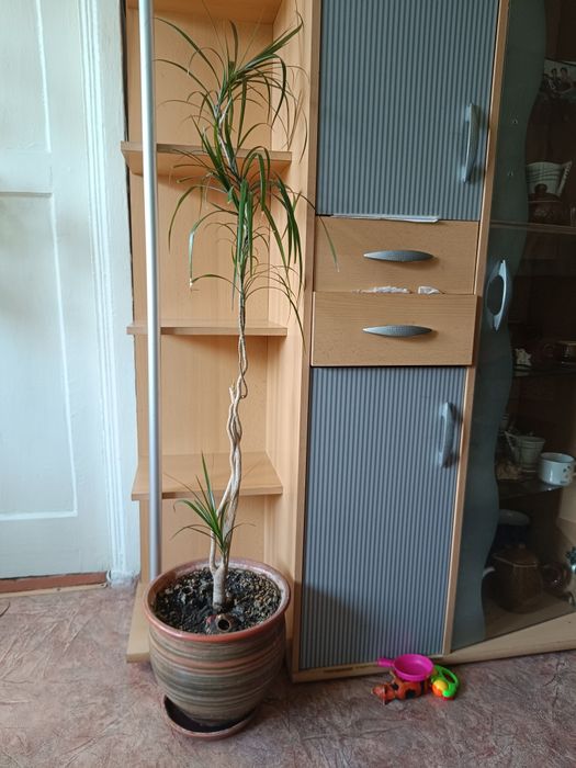 Напольные большие цветочки