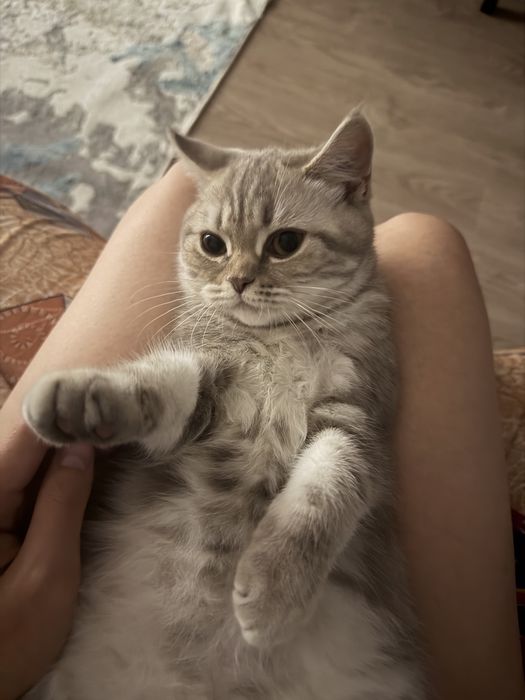 Котенок шотландский