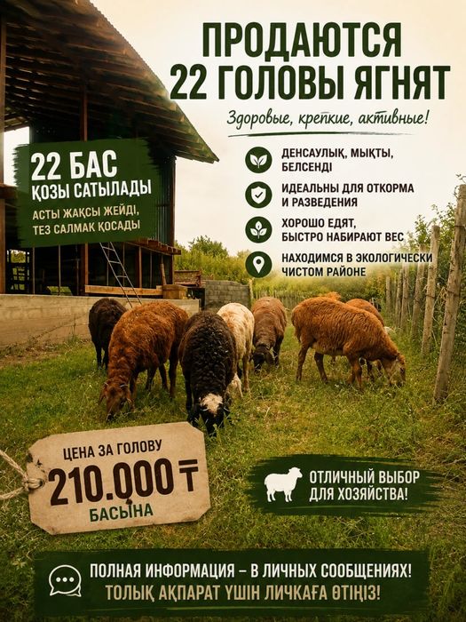 Ягната,қозылар 6-7 месяцев