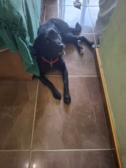 Подарява се,много мила и люблеобилна