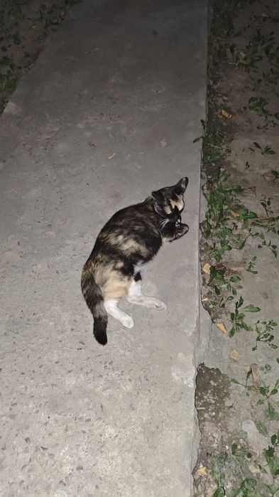 Котенок или кошка в добрые руки