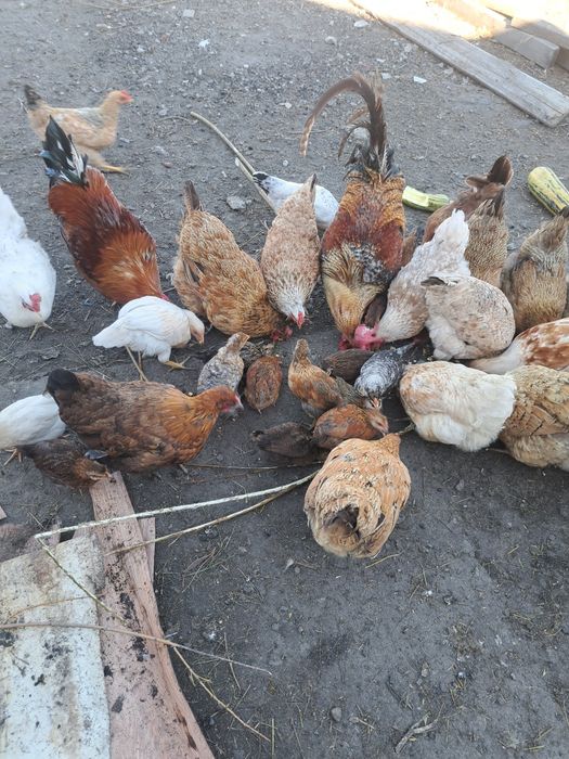 Продам цыплят 26 шт