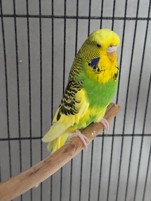 Попугай Чех выставочный ручной