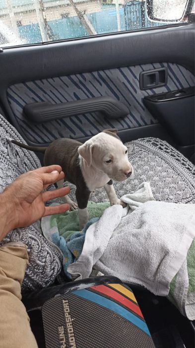 Пропала собака Стаффорд