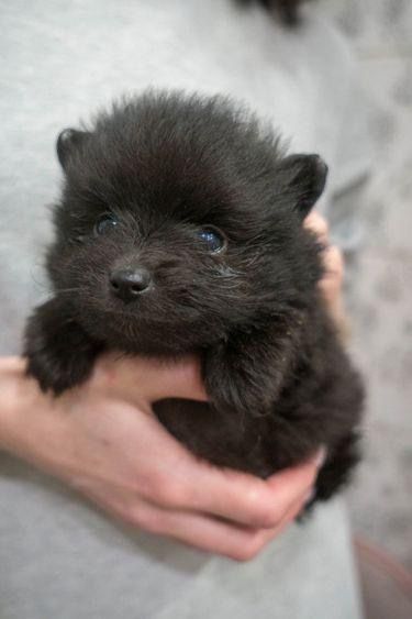 продаются щенки шпицы