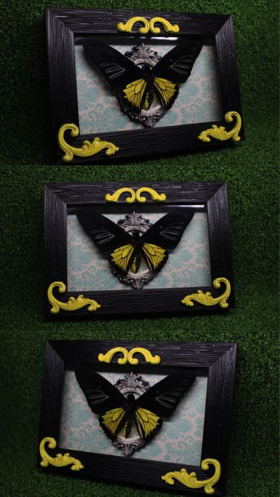 Бабочки в рамке оформленные