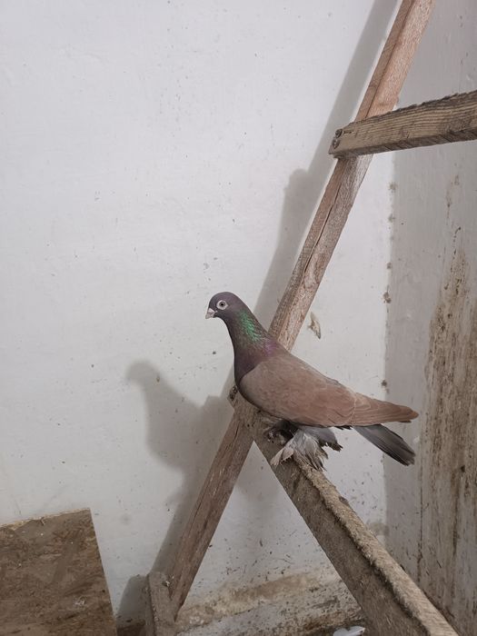 Голуби. Кептер. Кус