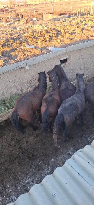 Откорм 5 бас 2 жасар