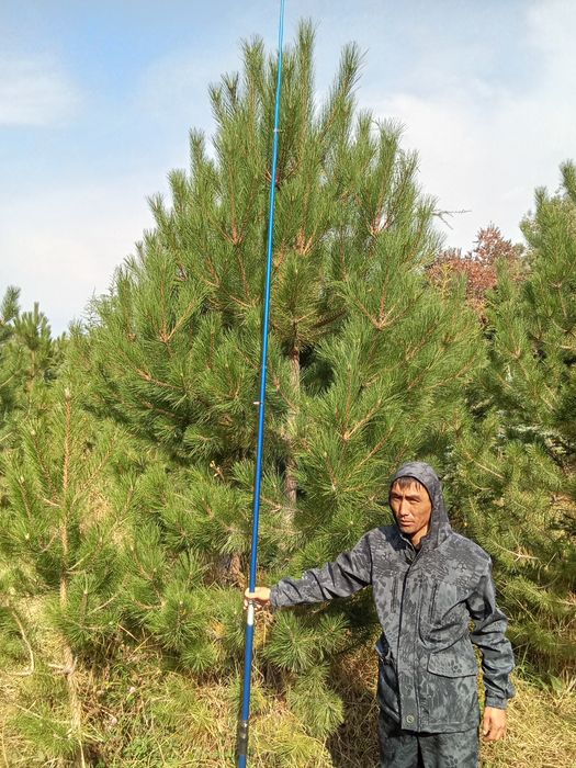 Сосны крымские обычные