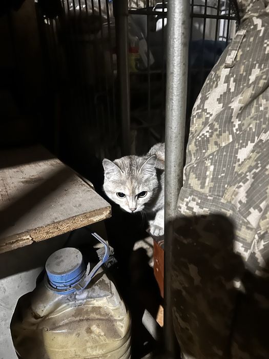 Котенок с редким окрасом