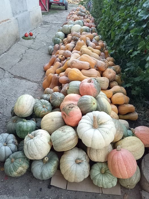 Dovleci Plăcintari Turcești și de supa&piure