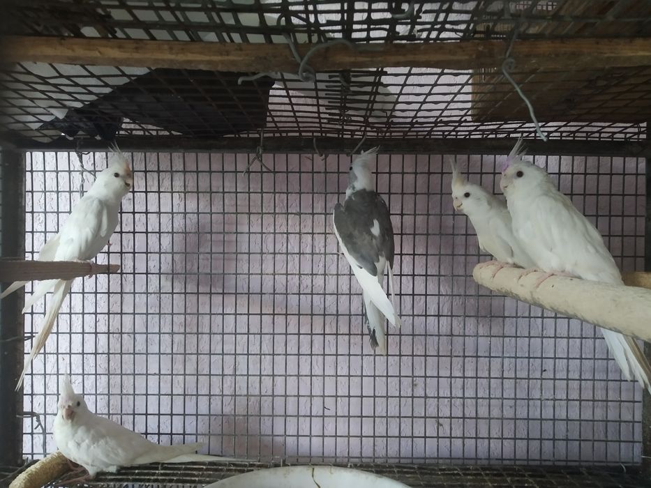 Тоза кон Дубай ок карелла