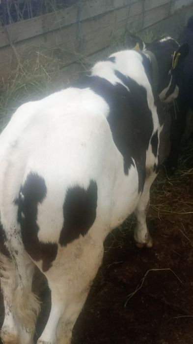 Vând vițel taure în vârstă de 3luni în județul Olt Potcoava relații la telefon