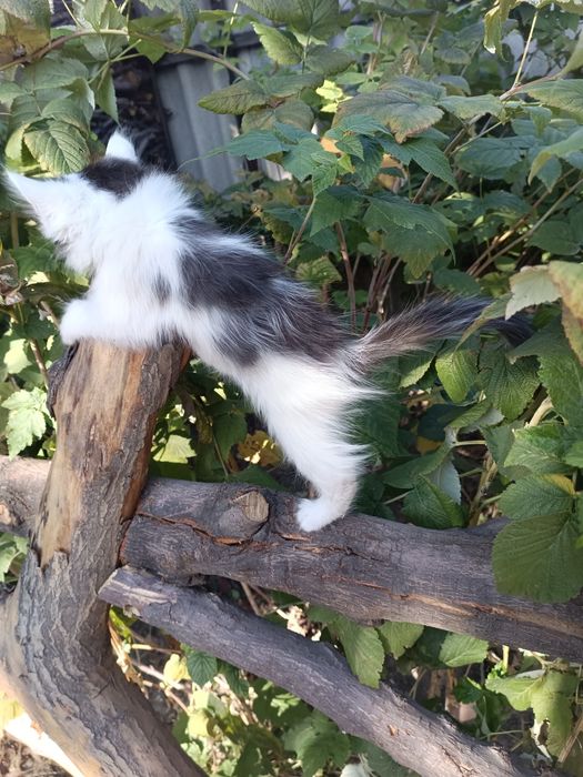 Отдам котика даром