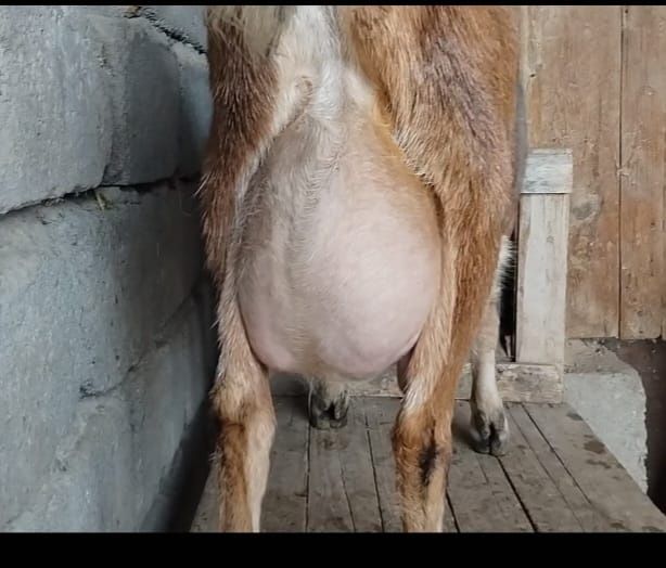 Нубийский салынды ешкі сатылады