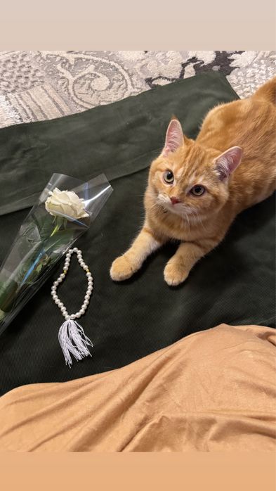 Шиншилла Страйт золотой окрос