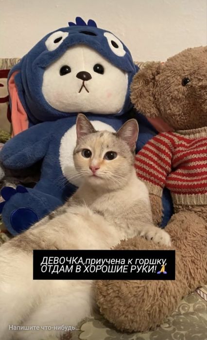 Отдам в хорошие руки