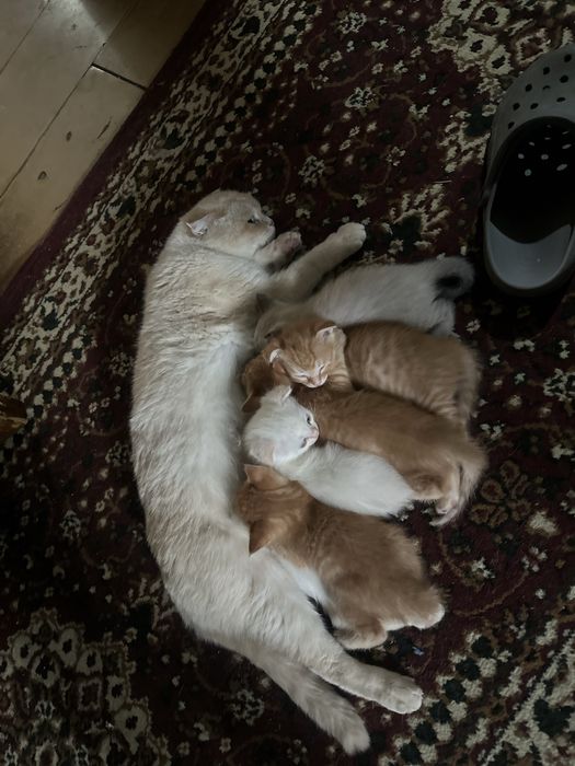 Продаются котята