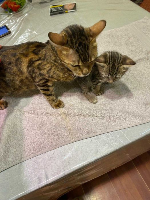 Продам Кошку бенгальскую