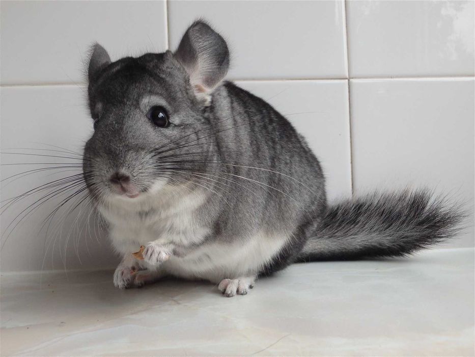 Как выглядит шиншилла фото Как выглядит шиншилла фото