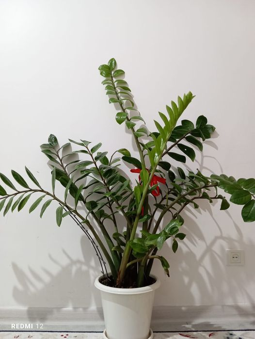 Продам Комнатные цветы большой